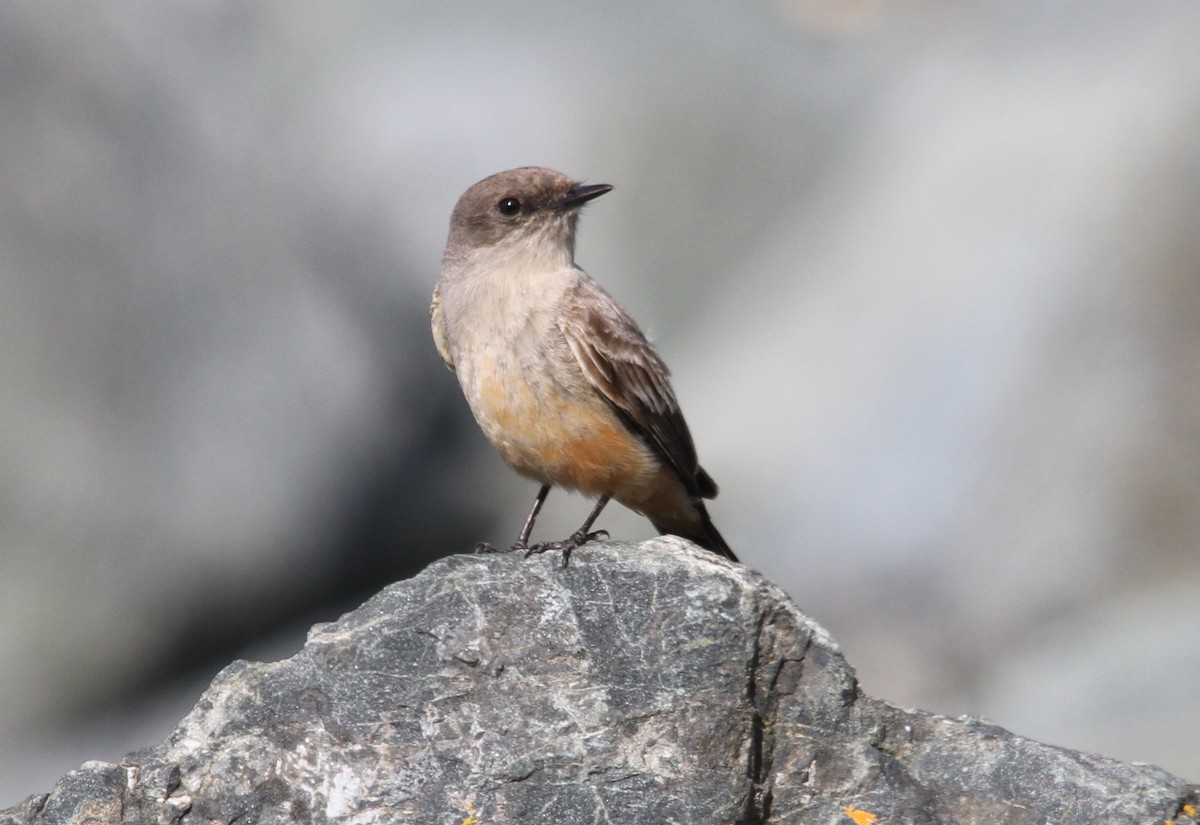 Say's Phoebe - ML43843541