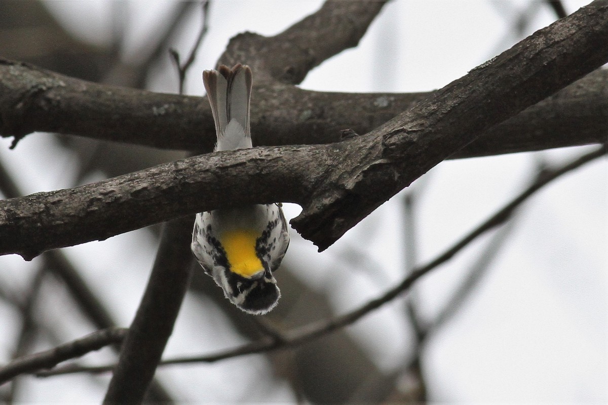 Yellow-throated Warbler - ML438436111