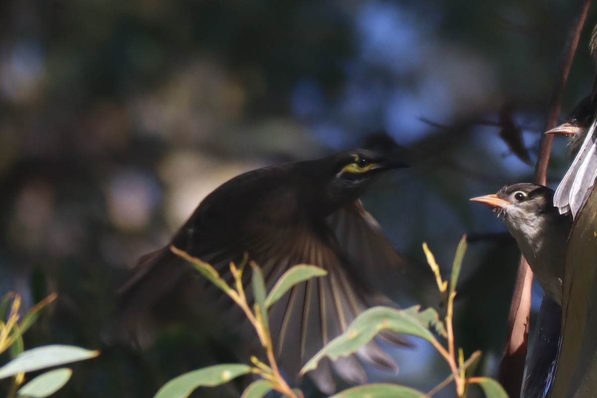 Yellow-faced Honeyeater - ML438436151