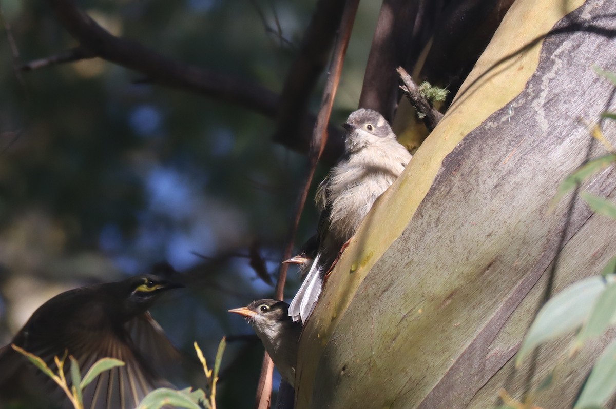 Brown-headed Honeyeater - ML438436221