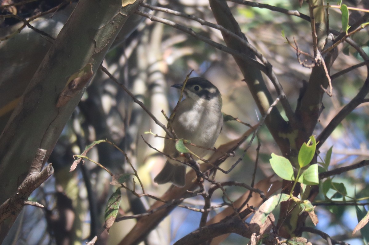 Brown-headed Honeyeater - ML438436231