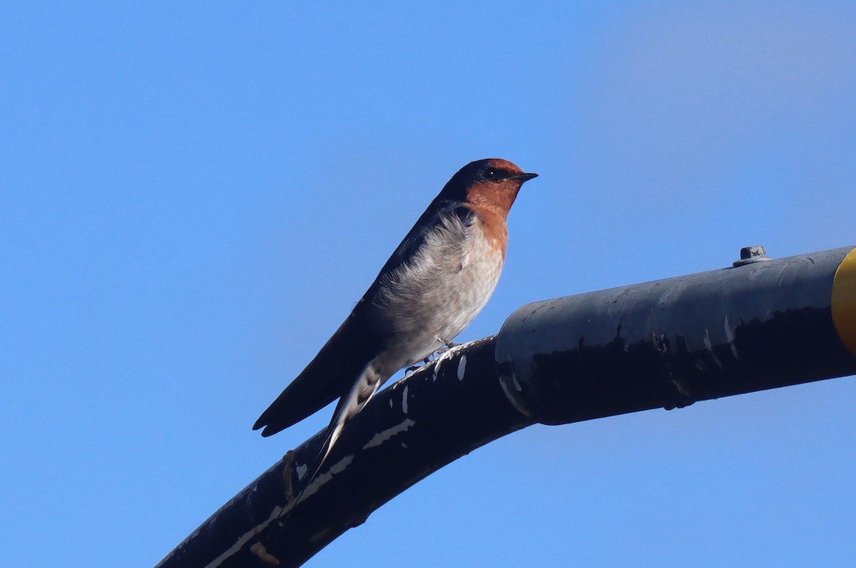 Welcome Swallow - ML438436441