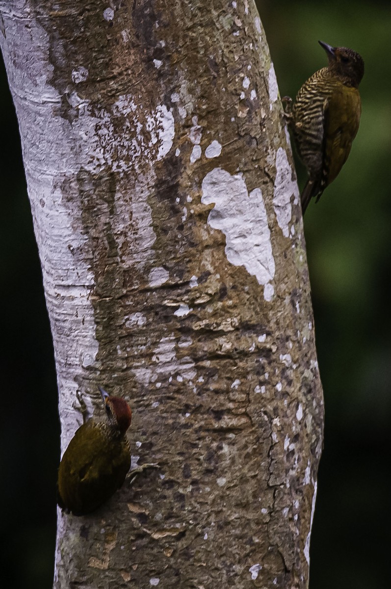 Green-backed Woodpecker (Little Green) - ML438438561