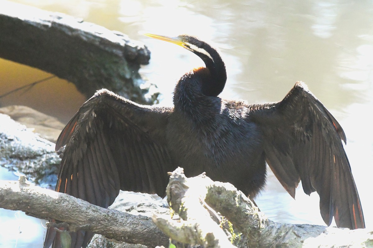 anhinga australská - ML438439251