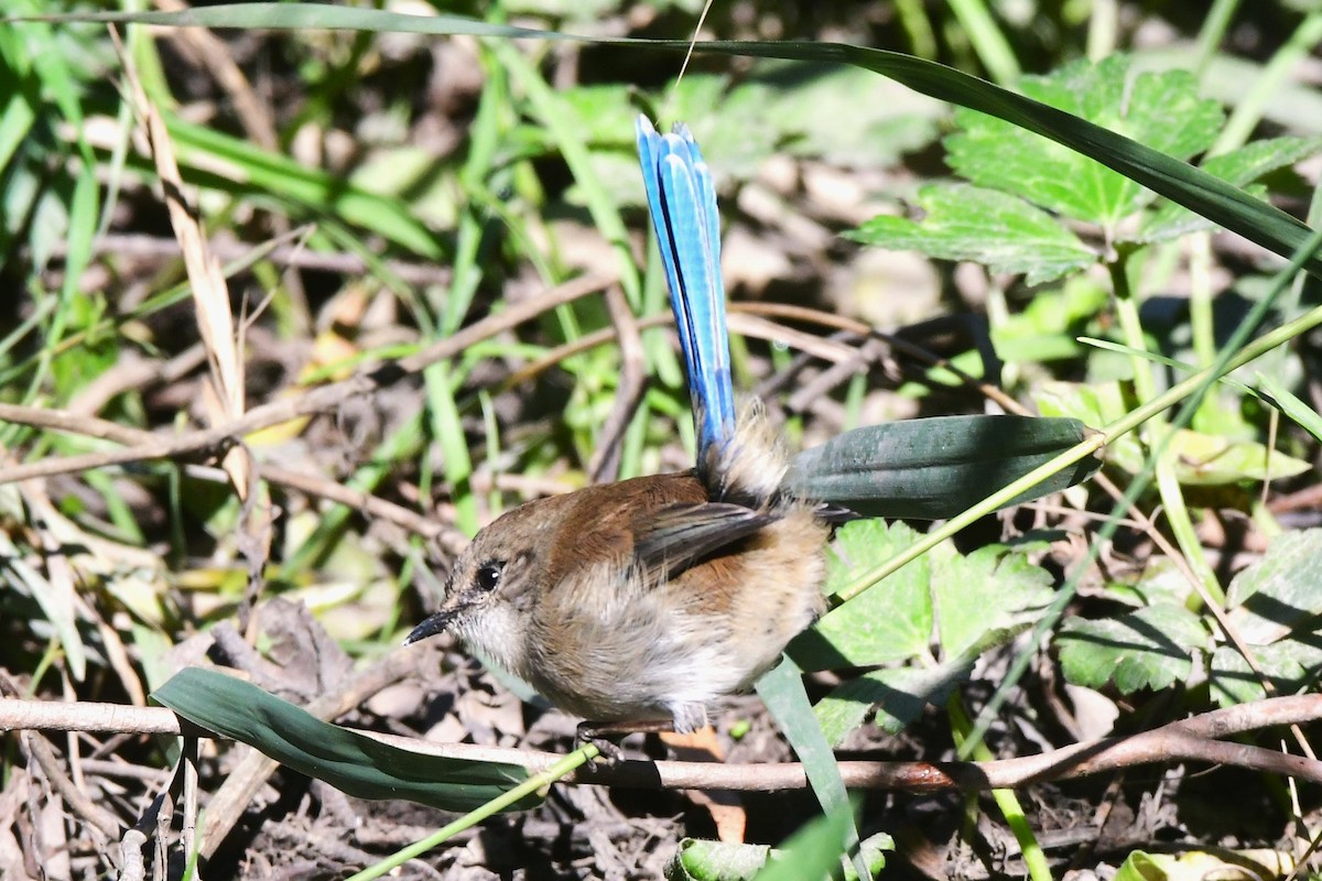 Superb Fairywren - ML438439321