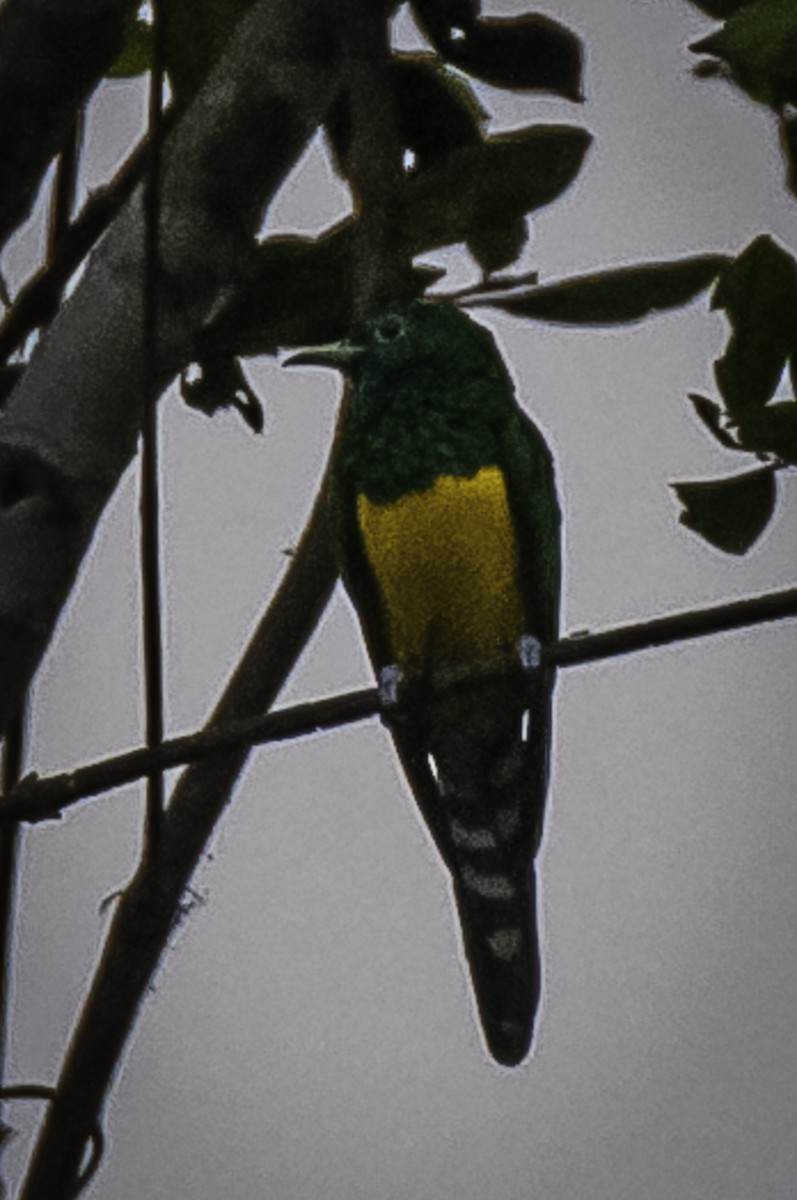African Emerald Cuckoo - David Bishop