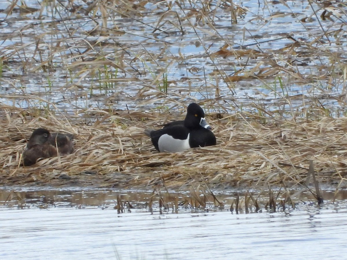 Ring-necked Duck - ML438443201