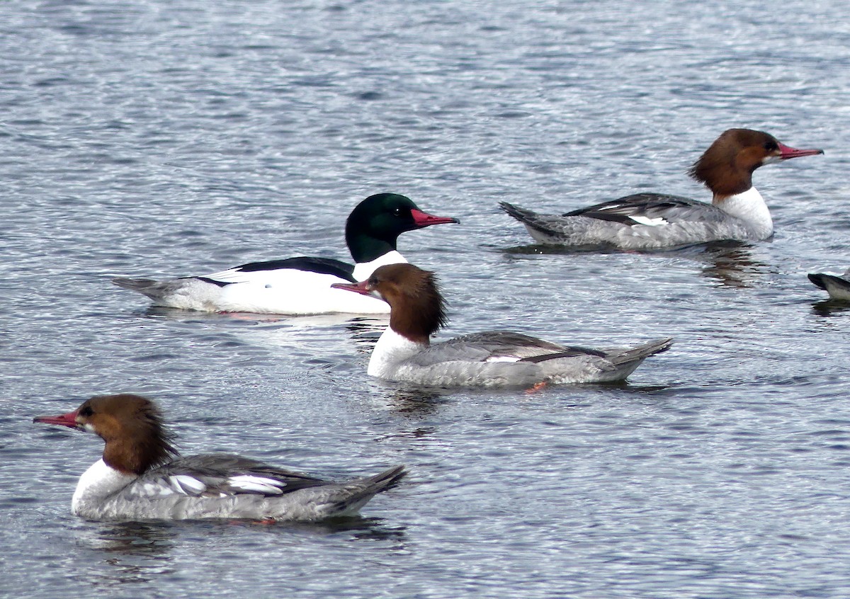 Common Merganser - ML438443341