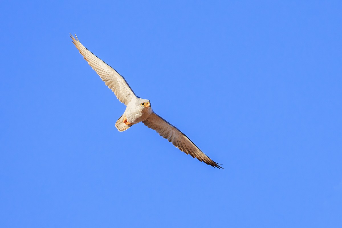 Gray Falcon - Laurie Ross | Tracks Birding & Photography Tours