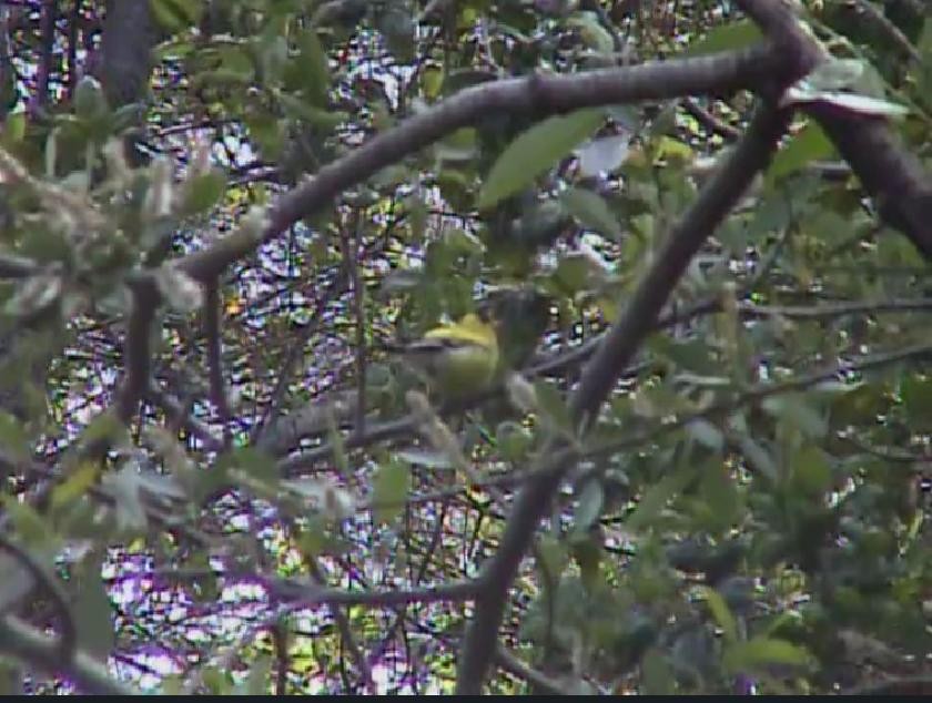 American Goldfinch - ML438443641