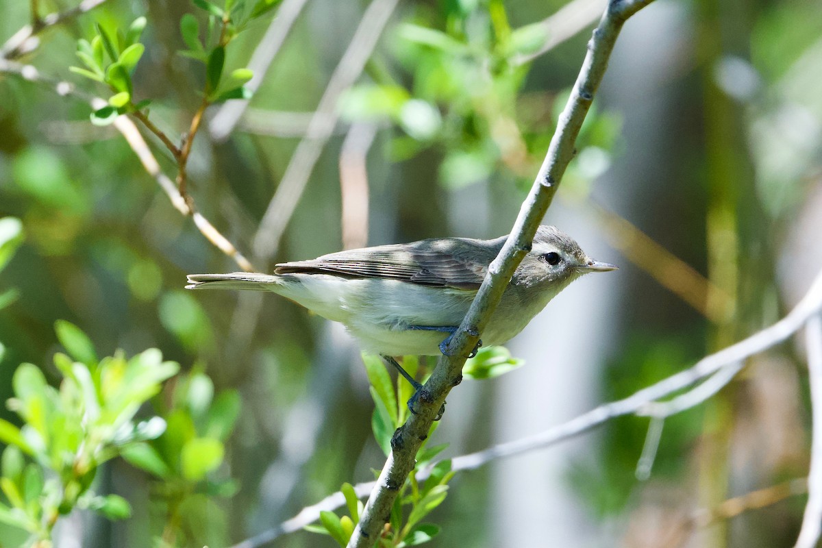 Warbling Vireo - John Dumlao