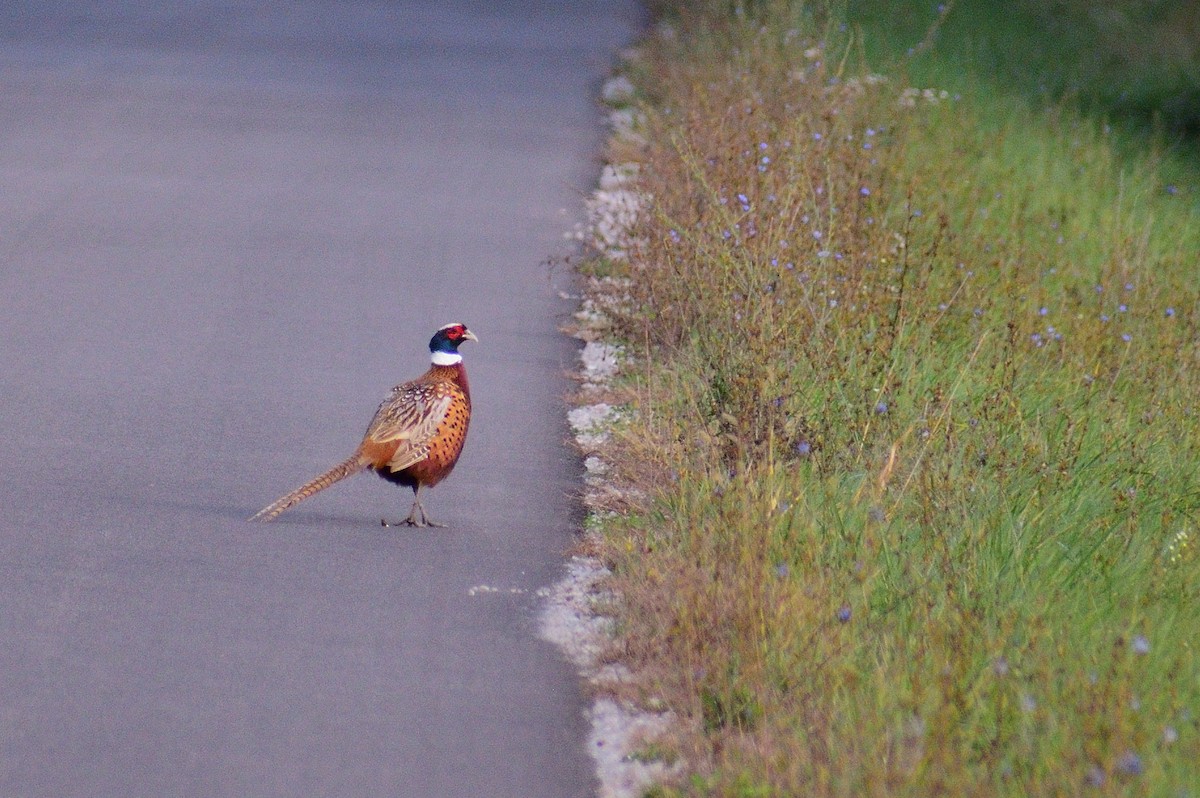 Ring-necked Pheasant - ML438449601