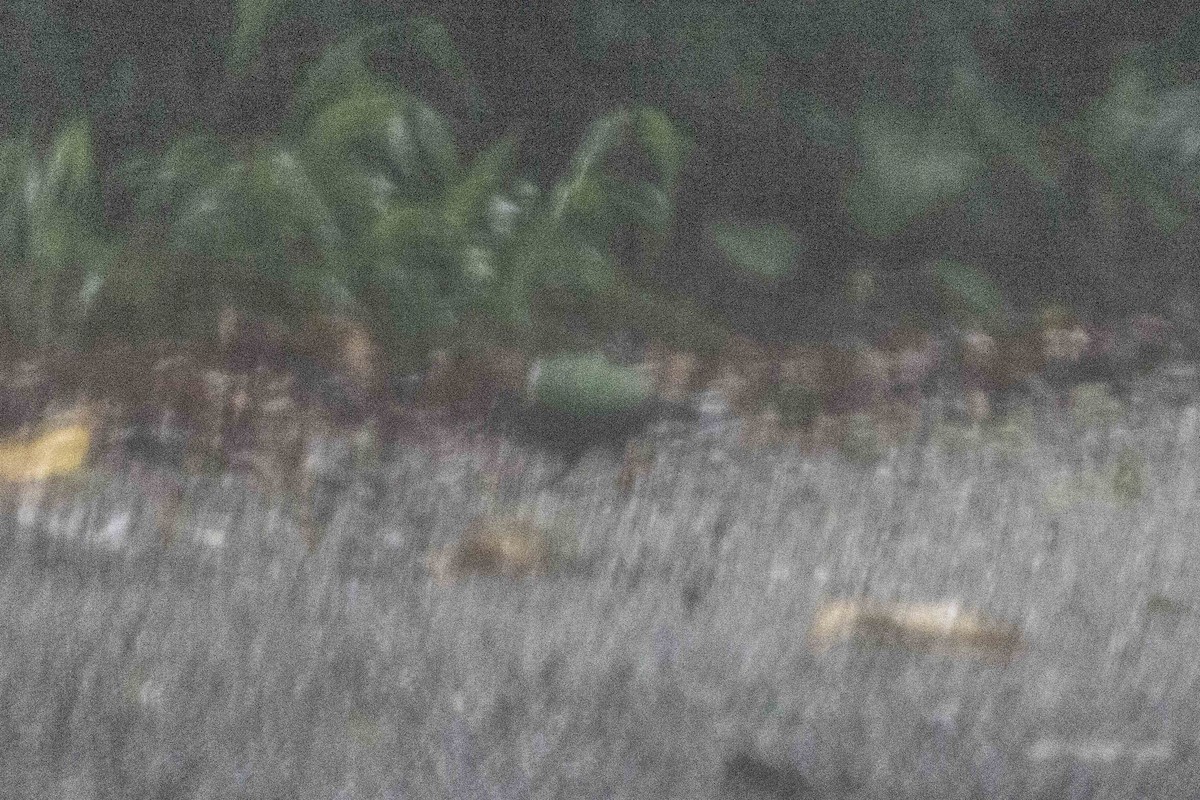 holub hnědohlavý - ML438449981