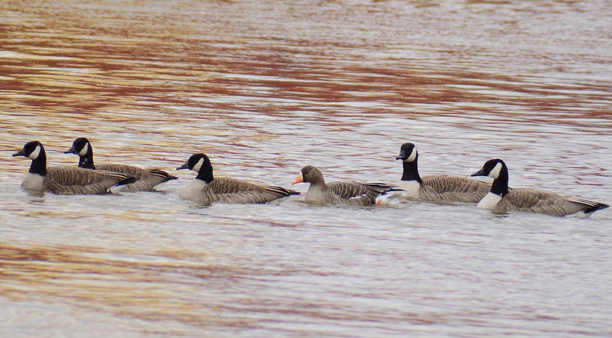 Greater White-fronted Goose - ML438450031