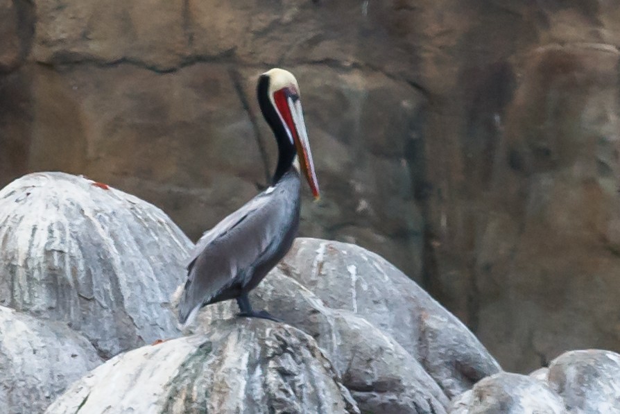 Brown Pelican - ML43845021