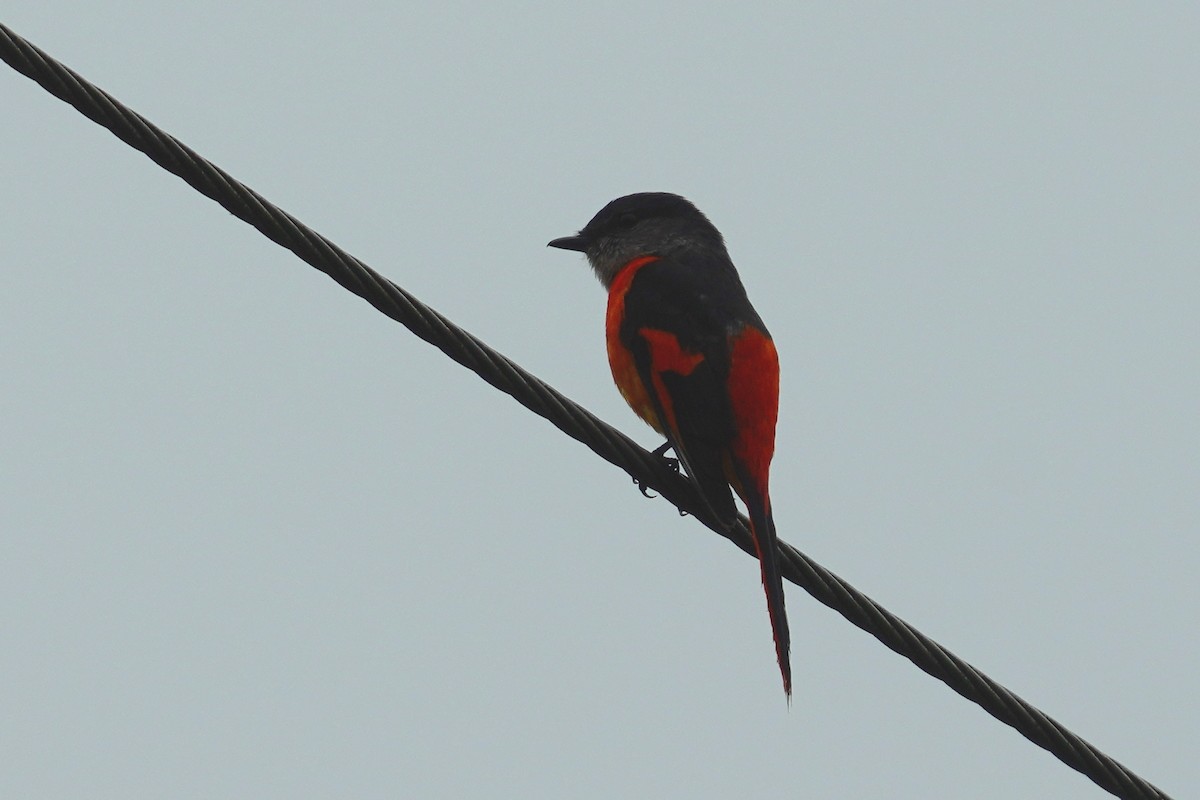 Gray-chinned Minivet - ML438450361