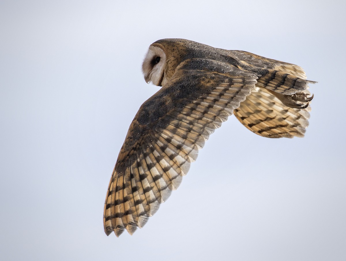 Barn Owl - ML43845041