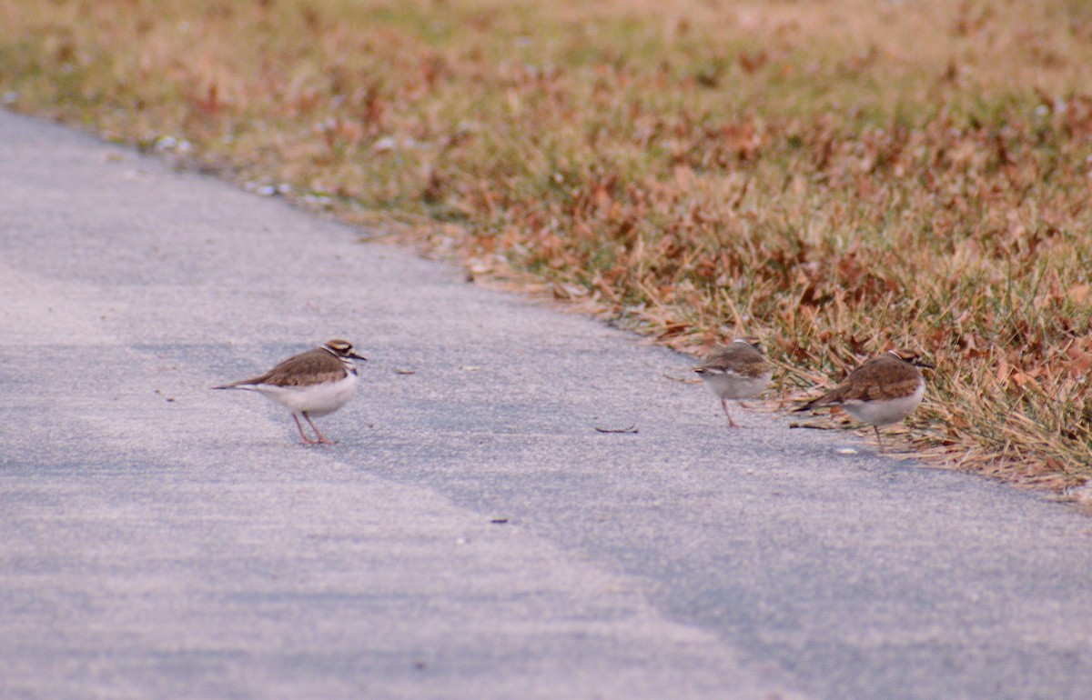 Killdeer - ML438450931