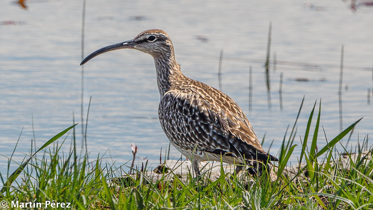 Eurasian Whimbrel - ML438451751