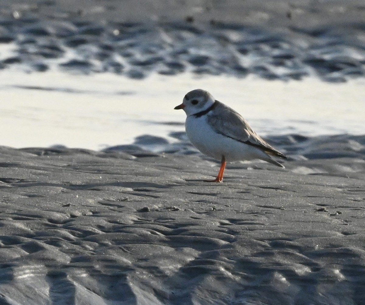 Piping Plover - ML438452511