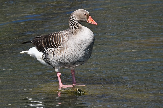 Бор галуу - ML438453431