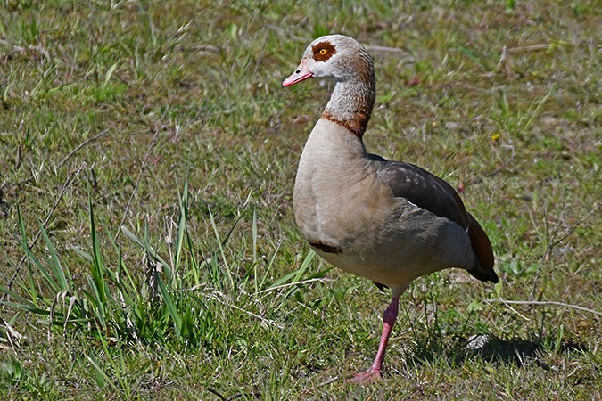 Egyptian Goose - ML438453511