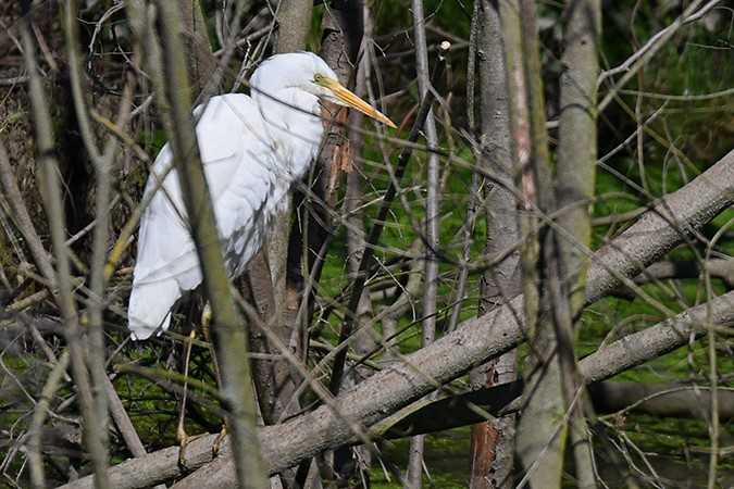 Цасч дэглий - ML438453531
