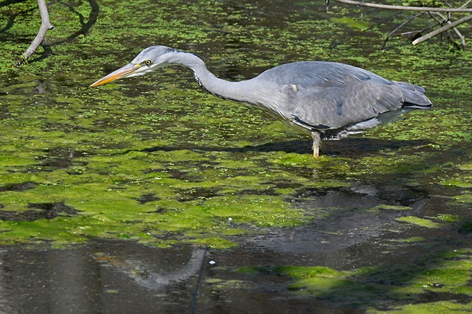 Хөх дэглий - ML438453541