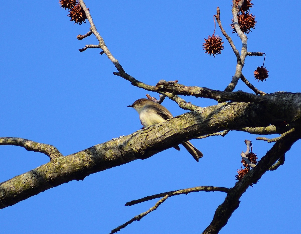 Eastern Phoebe - ML438453681