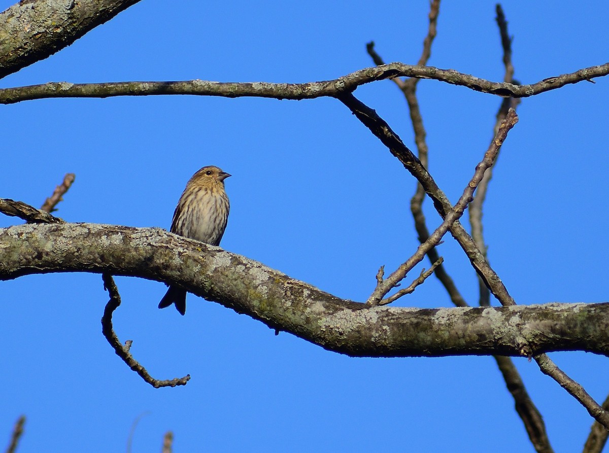 Pine Siskin - ML438453711