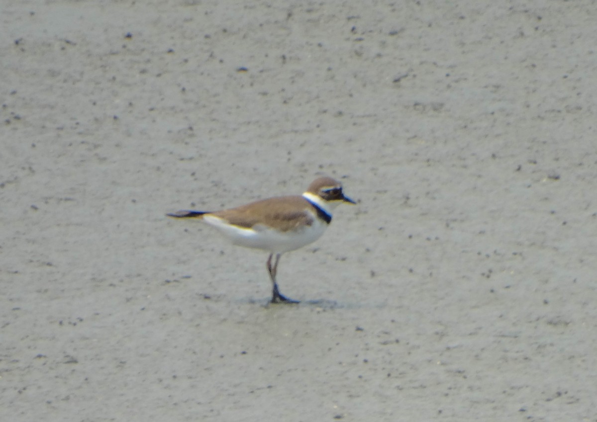 Little Ringed Plover - ML438454351