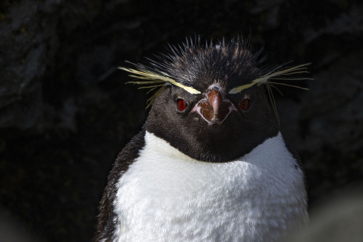 Southern Rockhopper Penguin (Eastern) - Oscar Thomas