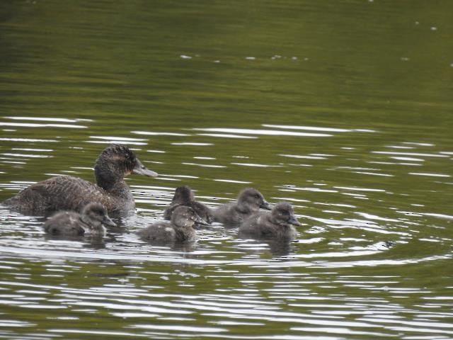 Blue-billed Duck - ML438455111