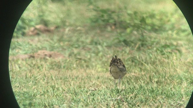 Little Curlew - ML438455181