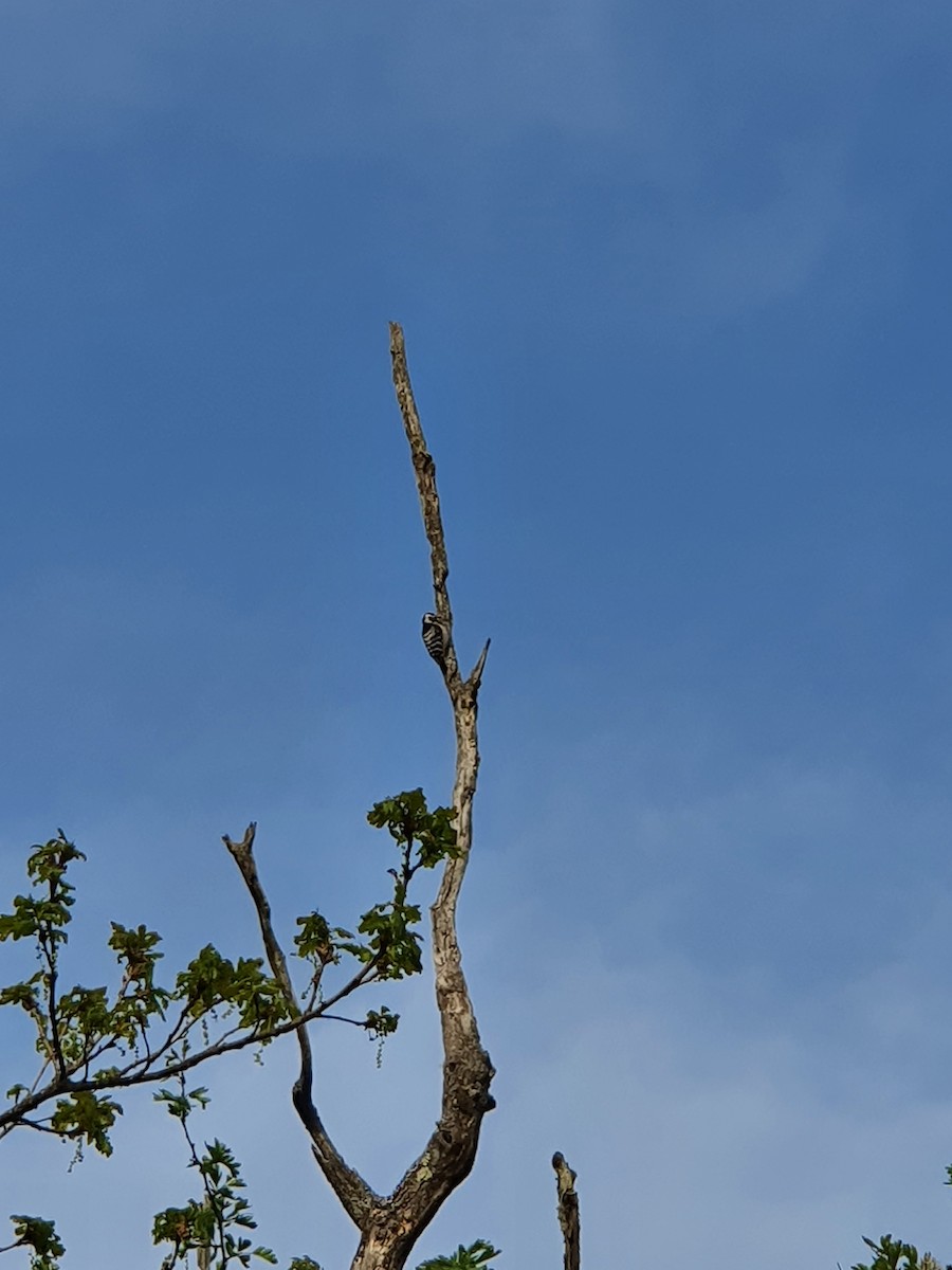 Lesser Spotted Woodpecker - Pedro J. Leitão