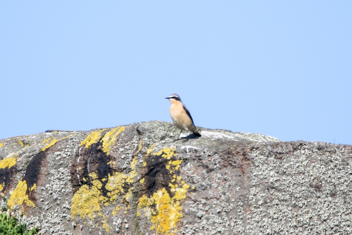 Northern Wheatear - Mathieu Soetens