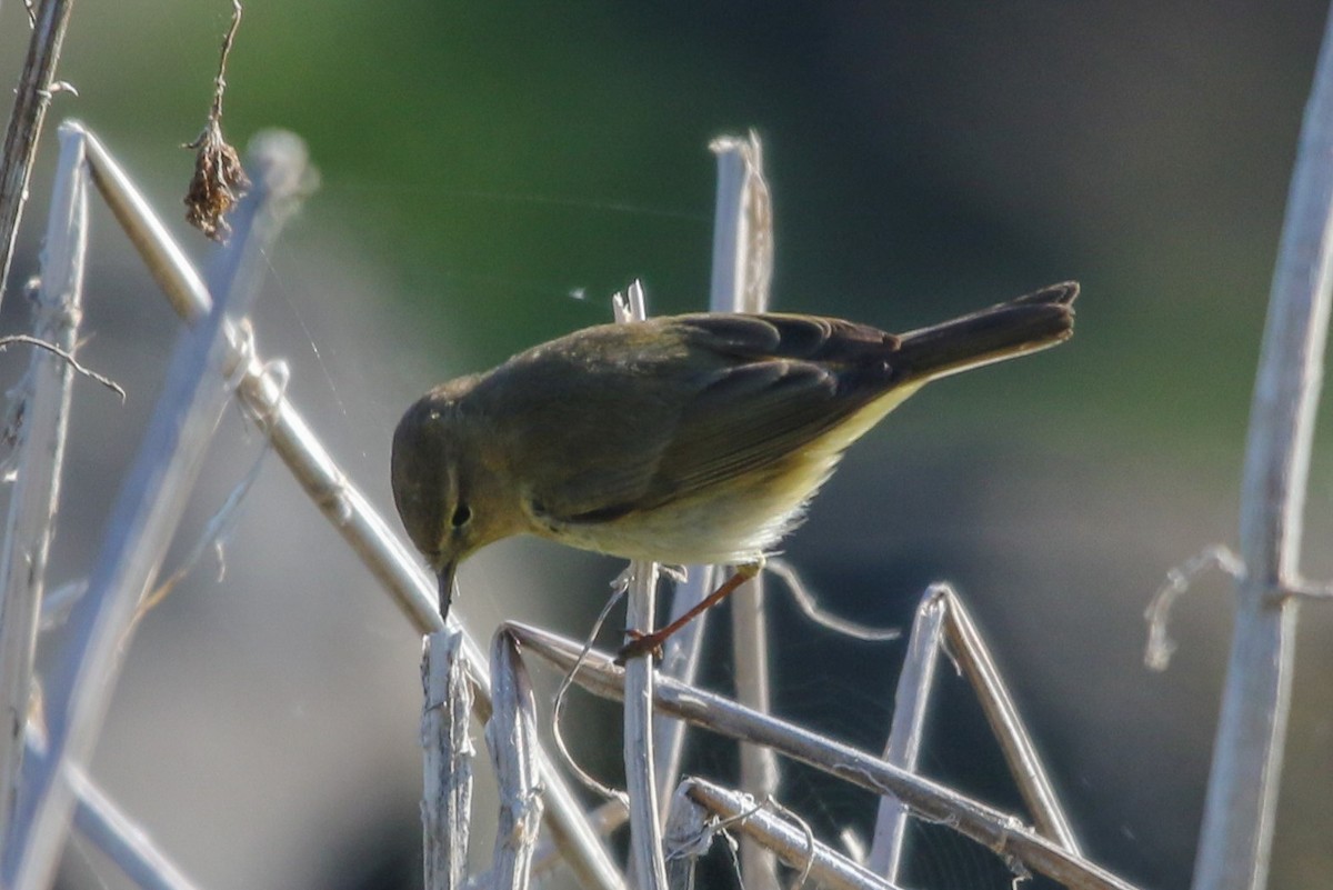 Willow Warbler - Mathieu Soetens