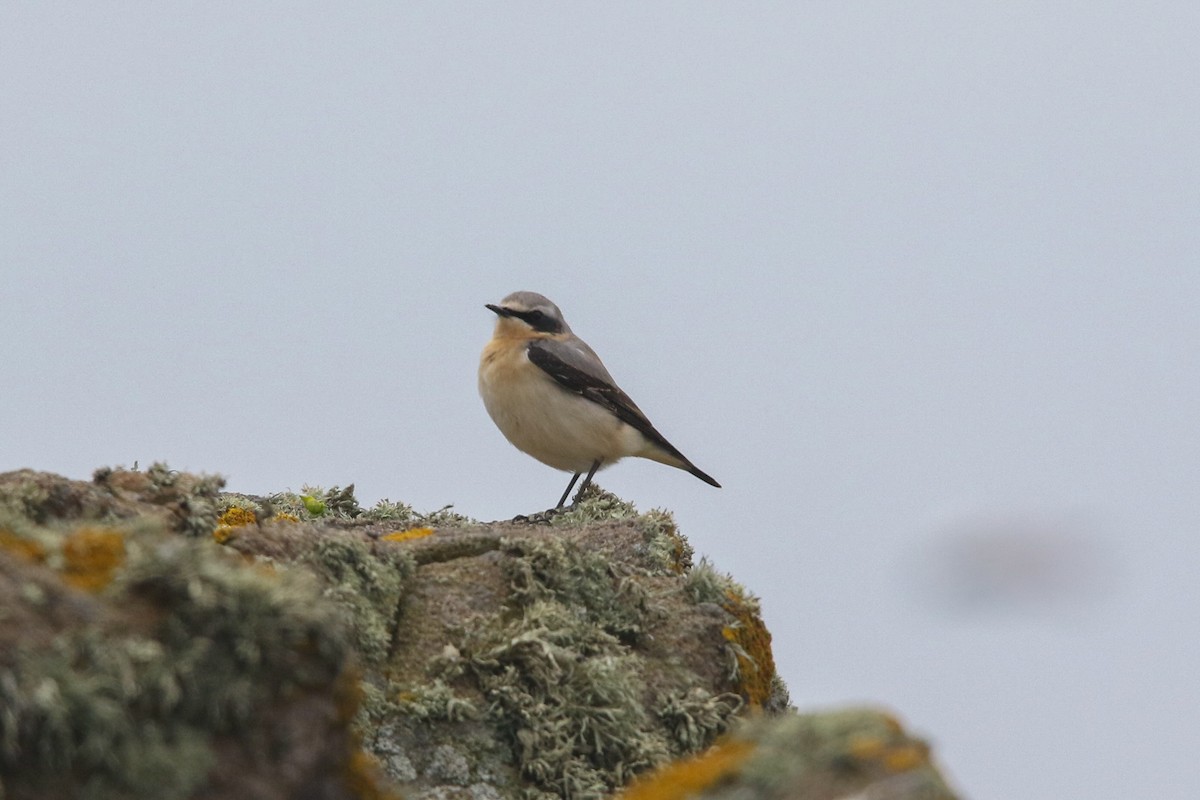 Northern Wheatear - ML438456511