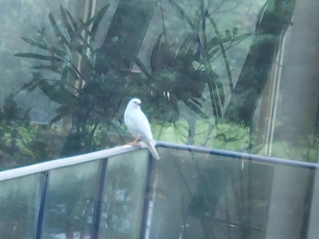 Gray Goshawk - ML438457821