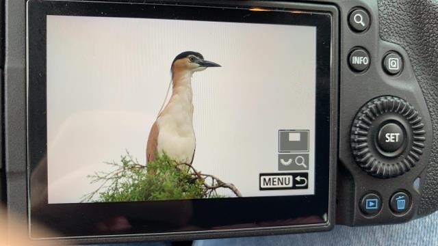 Nankeen Night Heron - ML438459961
