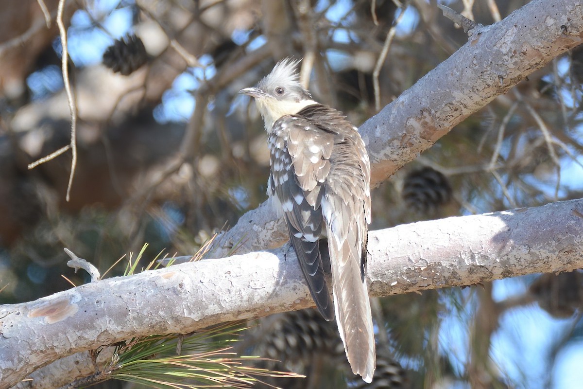 Great Spotted Cuckoo - ML438460791