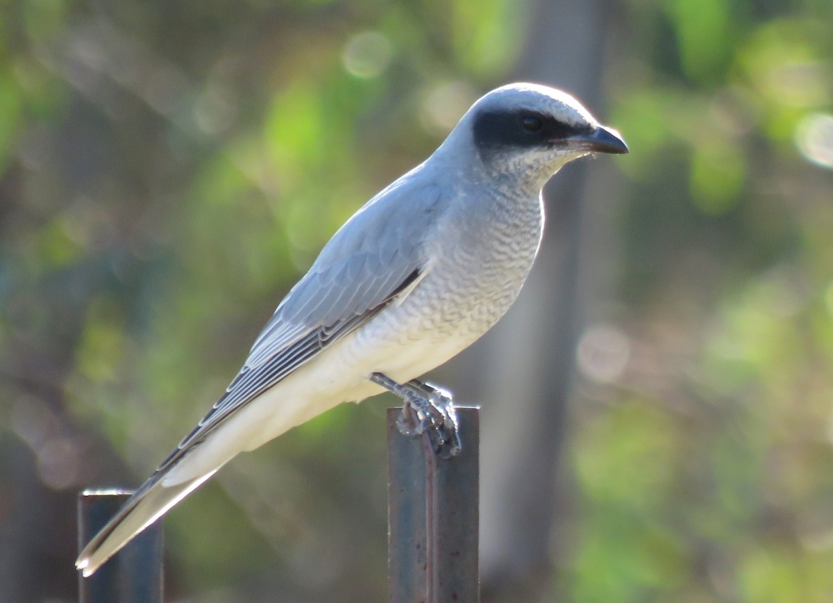 Black-faced Cuckooshrike - ML438460821
