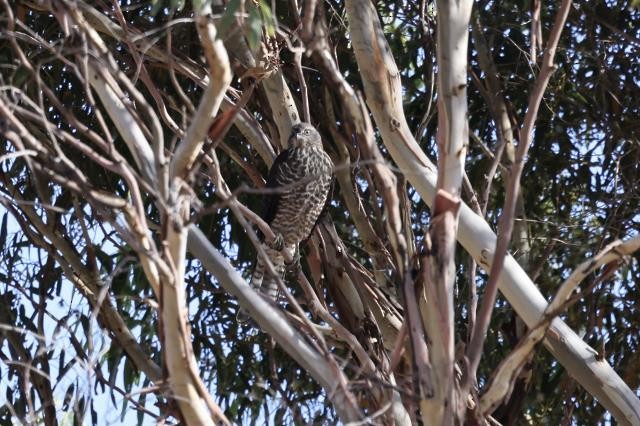 Collared Sparrowhawk - ML438461071