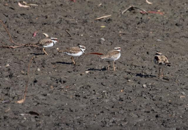Black-fronted Dotterel - ML438461491