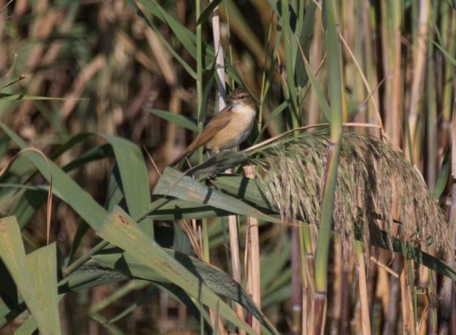 Australian Reed Warbler - ML438461981