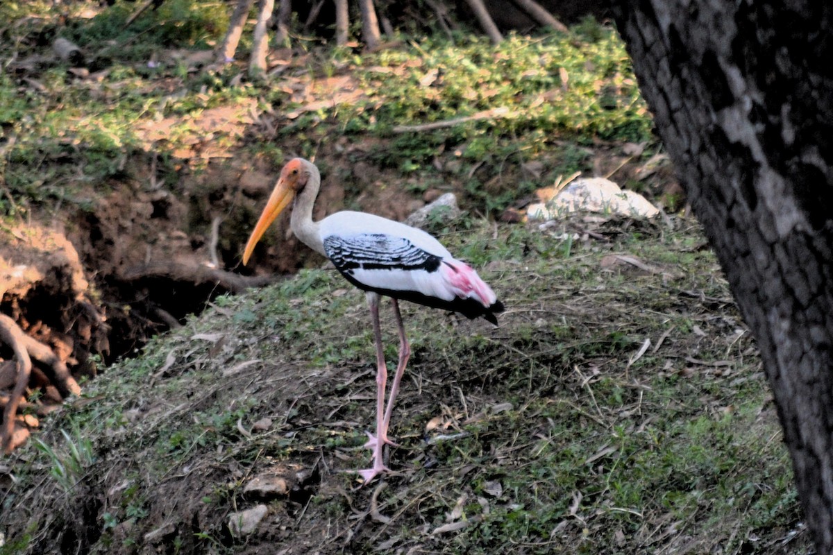 Painted Stork - Dr Surendra Azad