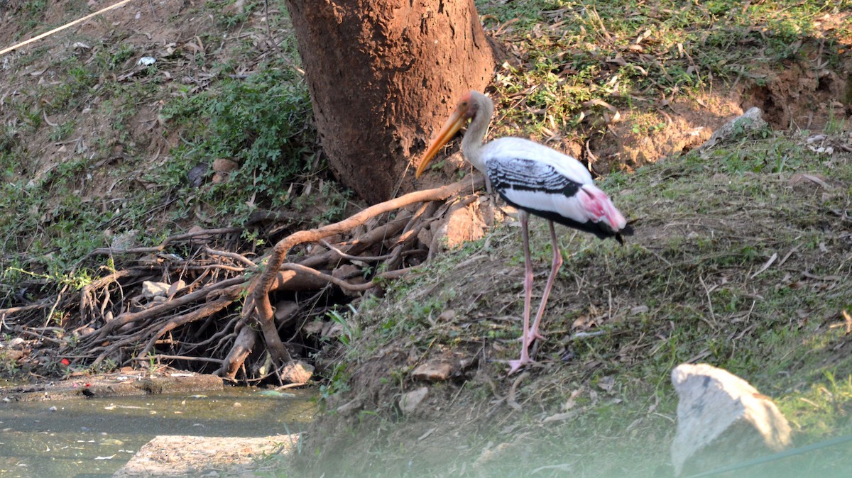 Painted Stork - Dr Surendra Azad