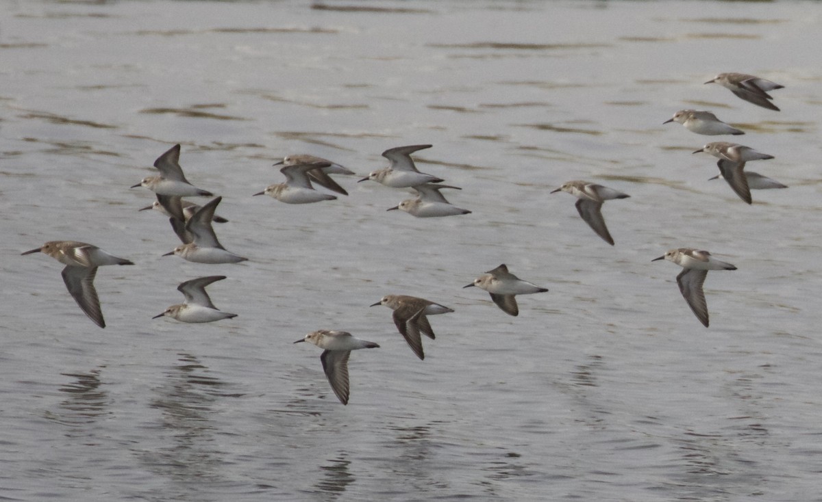 Western Sandpiper - Dan Roth