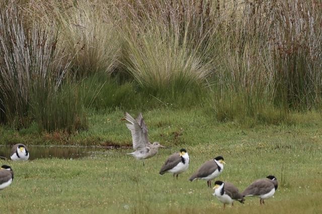 Bar-tailed Godwit - ML438464911