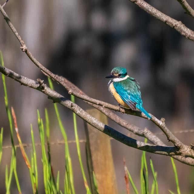 Sacred Kingfisher - ML438465011